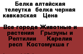 Белка алтайская телеутка, белка черная кавказская › Цена ­ 5 000 - Все города Животные и растения » Грызуны и Рептилии   . Карелия респ.,Костомукша г.